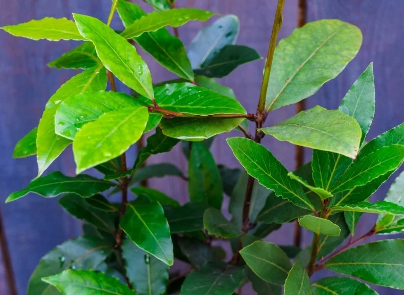 Zimą drzewko laurowe przechodzi w stan spoczynku
