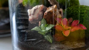 Las w słoiku to oryginalna kompozycja roślin, które zachwycają do tego stopnia, że naprawdę trudno oderwać od nich wzrok.