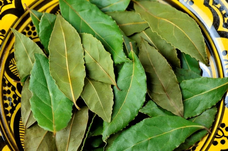 Liście laurowe mają właściwości przeciwbólowe i przeciwzapalne