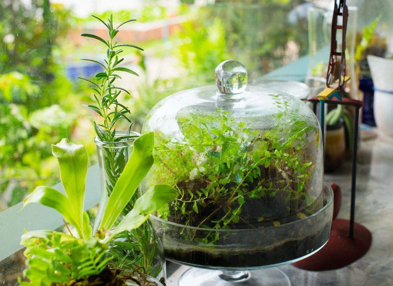 Rośliny nawet w szczelnie zamkniętym słoju potrafią wytworzyć swój własny ekosystem.