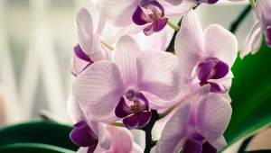 Węgiel aktywny stosowany do roślin doniczkowych wpływa na ich kwitnienie.