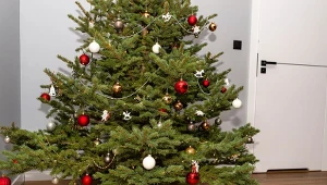 Sprawdź, jak dbać o choinkę, by stała w domu jak najdłużej.