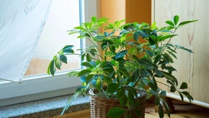 Szeflera to bardzo urocza roślina, która pochodzi z tropików. Sprawdź, jakie ma wymagania.