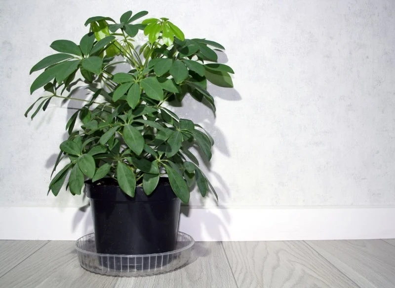 W uprawie doniczkowej szeflera kwitnie bardzo rzadko