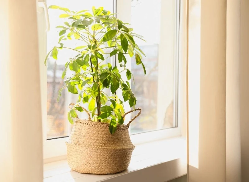 Szeflera wymaga stanowiska jasnego, ale o rozproszonym świetle