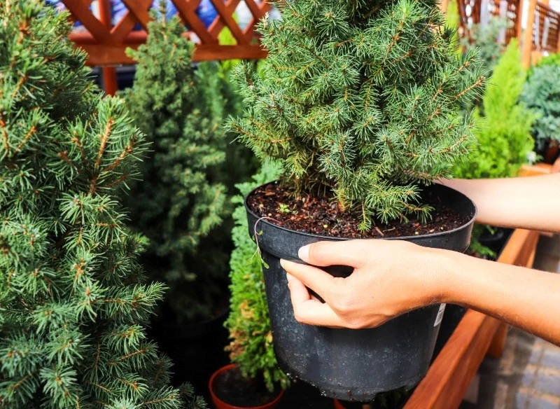 Choinkę w doniczce można wysadzić do ogrodu
