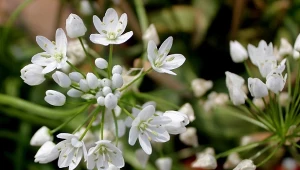 Przytulia wonna pięknie rozkwita już w maju.