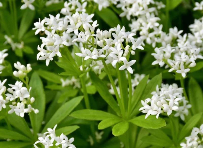 Kwiaty marzanki wonnej są śnieżnobiałe i gęsto osadzone na wysoko rosnących łodyżkach