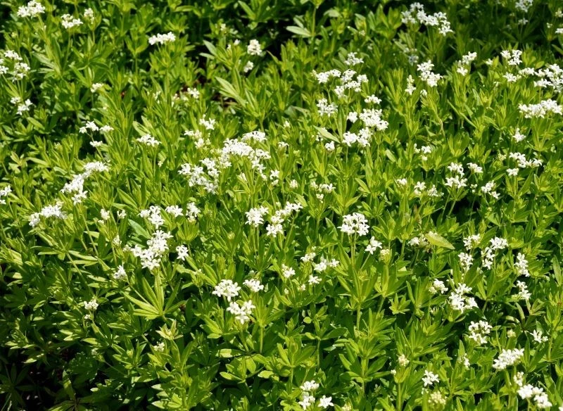 Gęsty dywan okrywający podłoże z przytulii wonnej