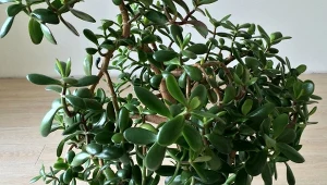 Podpowiadamy, jak uratować grubosza, który marnieje i gubi liście.