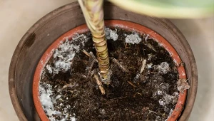 Pleśń w doniczce może mieć przeróżne pochodzenie. Sprawdź, jak zwalczyć biały nalot na ziemi.