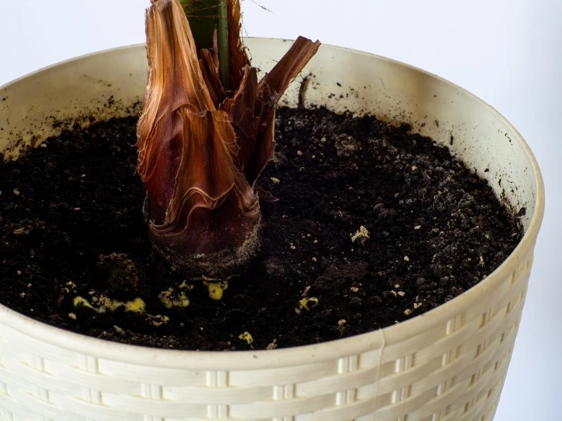 Najczęstszą przyczyną pleśni w doniczce jest nadmierne podlewanie