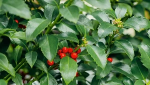 Ostrokrzew Meservy na żywopłot to oryginalne rozwiązanie, jest ciernisty, gęsty i niezwykle barwny, dzięki koralikowym, szkarłatnym owocom.