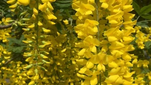 Złotokap Waterera zakwitnie i osłoni ogród od wiatru.