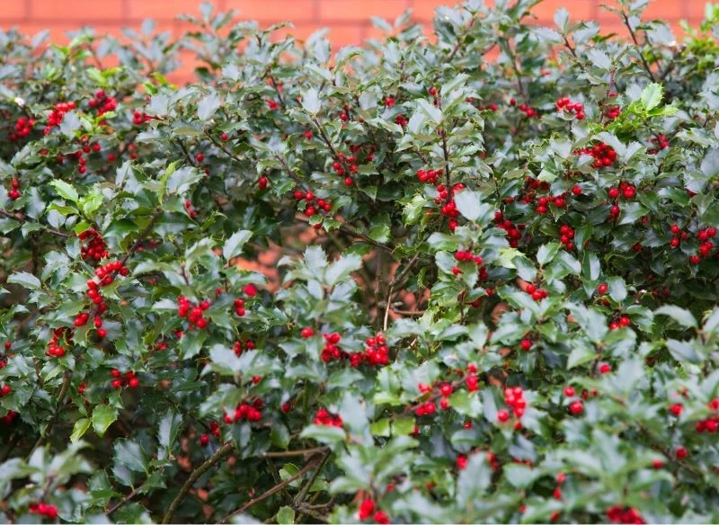 Żywopłot obsypany owocami wygląda naprawdę efektownie