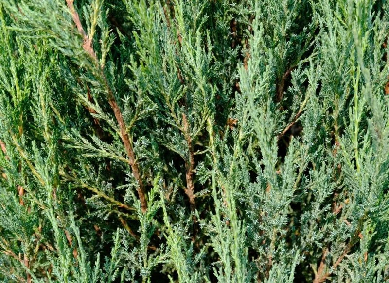 Na osłonę przed wiatrem możemy wybrać liściaste lub iglaste gatunki, np