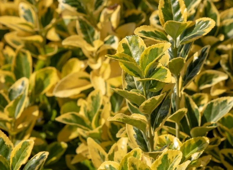 Krzewem odpornym na wiatr jest m