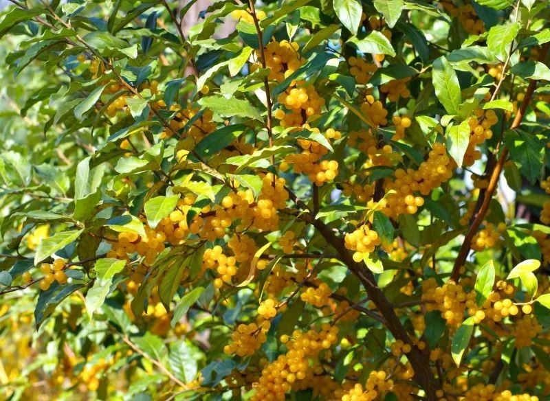 Oliwnik baldaszkowaty dobrze znosi wiatr, a do tego obsypuje się jadalnymi owocami