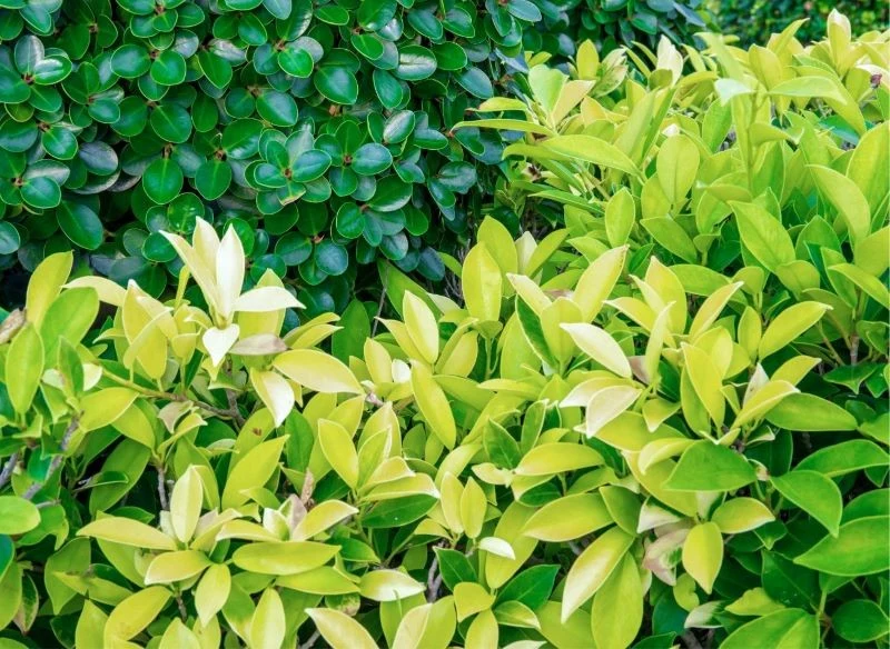 Ligustr wyraźnie różni się od bukszpanu, jego liście są większe, intensywniej wybarwione i ostro zakończone