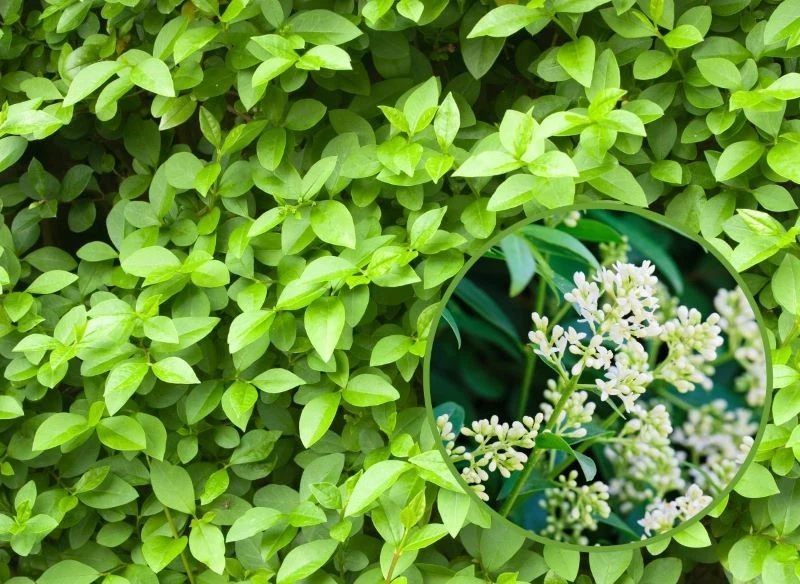 Latem żywopłot przyozdobią subtelnie pachnące, białe kwiaty