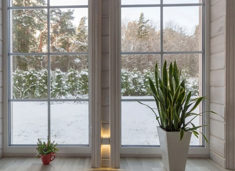 Zimą sansewieria cierpi z powodu braku światła oraz niskich temperatur