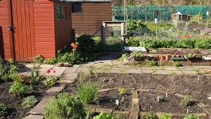 Ceny działek ROD po sezonie idą w dół. Ile kosztują w grudniu?