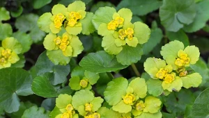 Idealna na brzydkie miejsca w ogrodzie i pod drzewa. Kwitnie od lutego