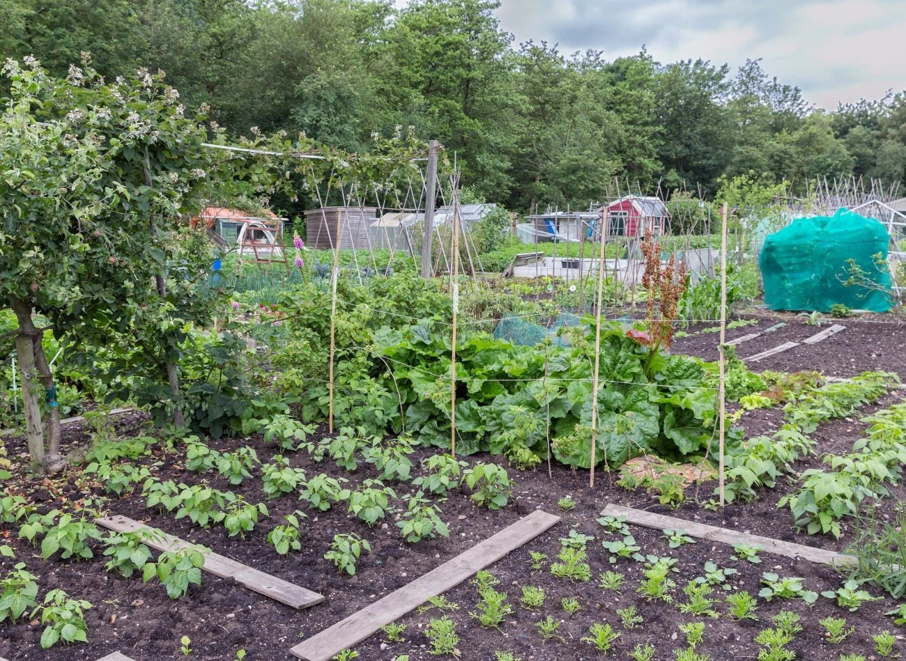 Najtańsze są działki, gdzie nie ma budynków, a jedynie nasadzenia.