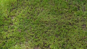 Nie ma śniegu, więc możesz wzmocnić trawnik. Potrzebujesz tylko naturalnego nawozu