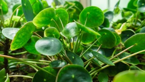 Jak pielęgnować pieniążka w zimie? Co zrobić, żeby nie gniły mu liście?