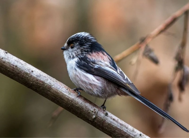 Zimą możesz podać raniuszkom kule tłuszczowe z nasionami domowej roboty