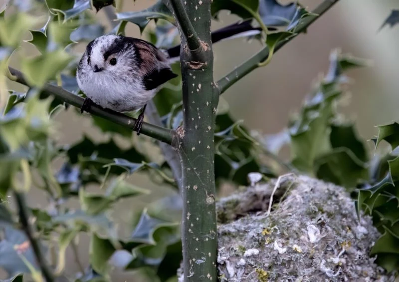 Raniuszki w ogrodach potrafią być niemalże niewidzialne, a ich gniazda trudno namierzyć