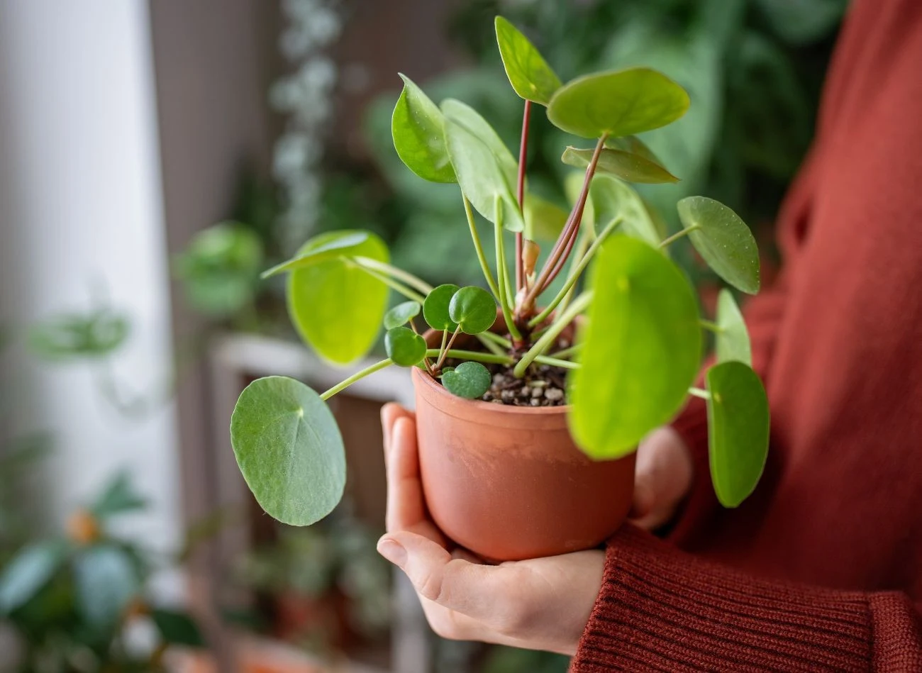Pilea nie toleruje przelania, zimnych przeciągów i suchego powietrza.
