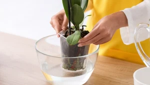 Wypróbuj szwedzki trik na kwitnienie storczyka, a twoja roślina szybko odżyje i wypuści mnóstwo pąków.