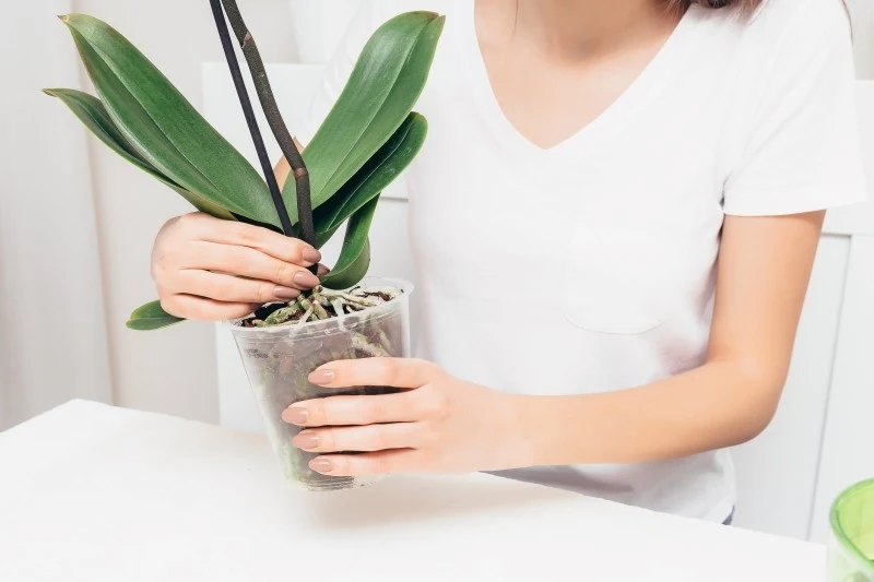 Zimą storczyki wcale nie mają łatwo, dlatego należy o nie odpowiednio zadbać