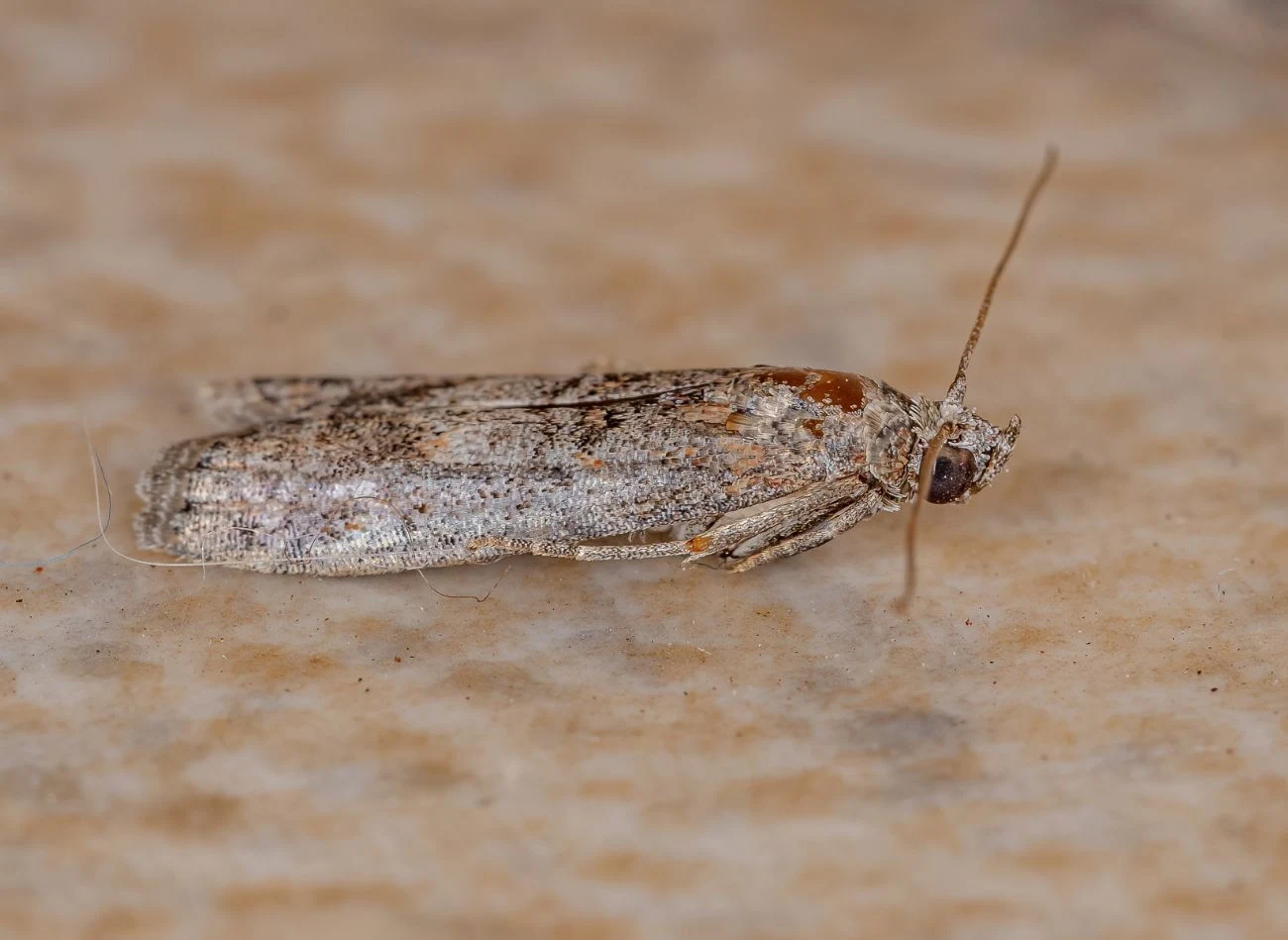 Mole spożywcze to niewielkie owady o szaro-brązowym ubarwieniu skrzydeł.