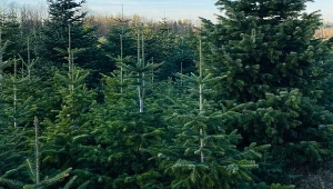 Niebezpieczny gość w żywych choinkach. Lasy Państwowe ostrzegają