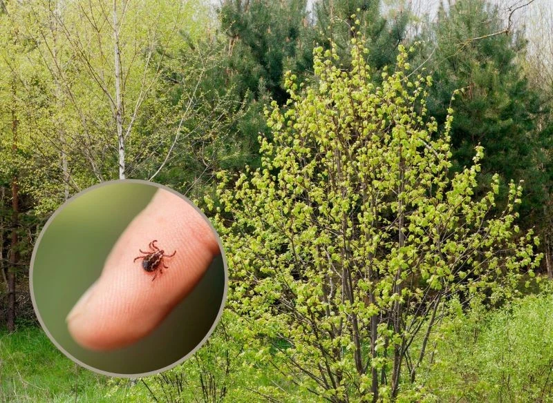 Jeśli plantacja choinek, którą odwiedzasz, została założona przy lesie mieszanym, bądź ostrożny w czasie przemieszania się pomiędzy drzewami