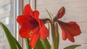 Amarylis świetnie sprawdzi się jako dekoracja bożonarodzeniowa. Co zrobić, żeby kwitł jak najdłużej?