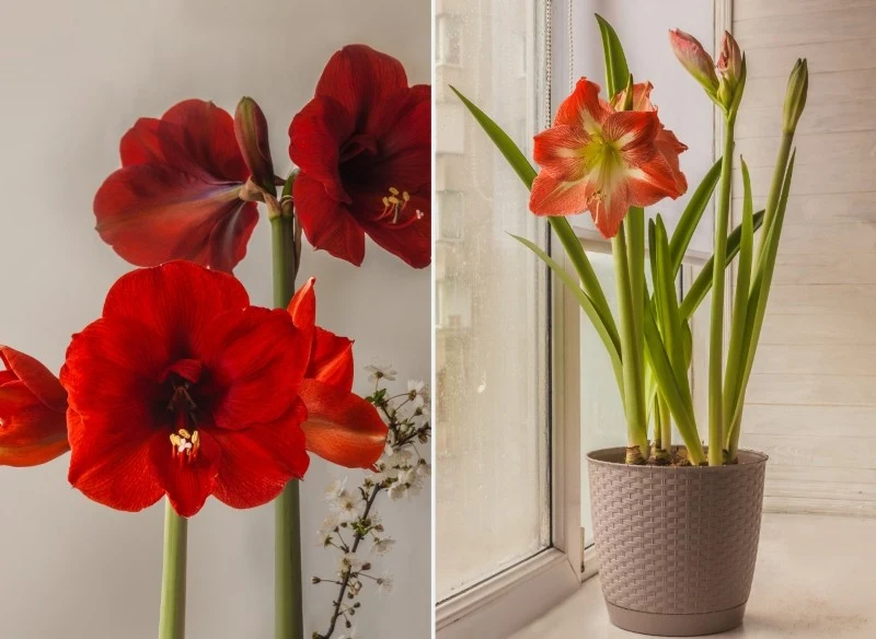 Amarylis lubi jasne stanowiska, ale bez bezpośredniego słońca