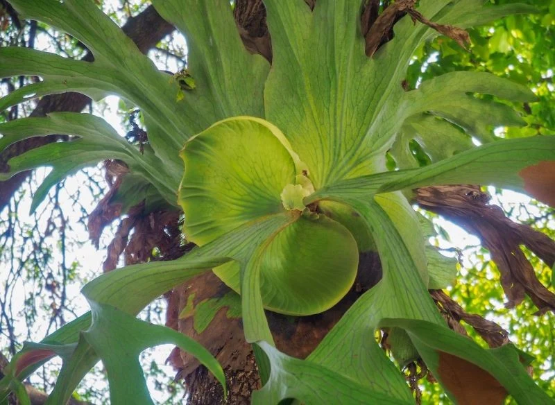 Roślina przyczepia się do pnia drzewa za pomocą liści, jednak nie ma natury pasożytniczej
