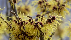 Zakwita już na przełomie stycznia i lutego. Jak pielęgnować oczar pośredni?