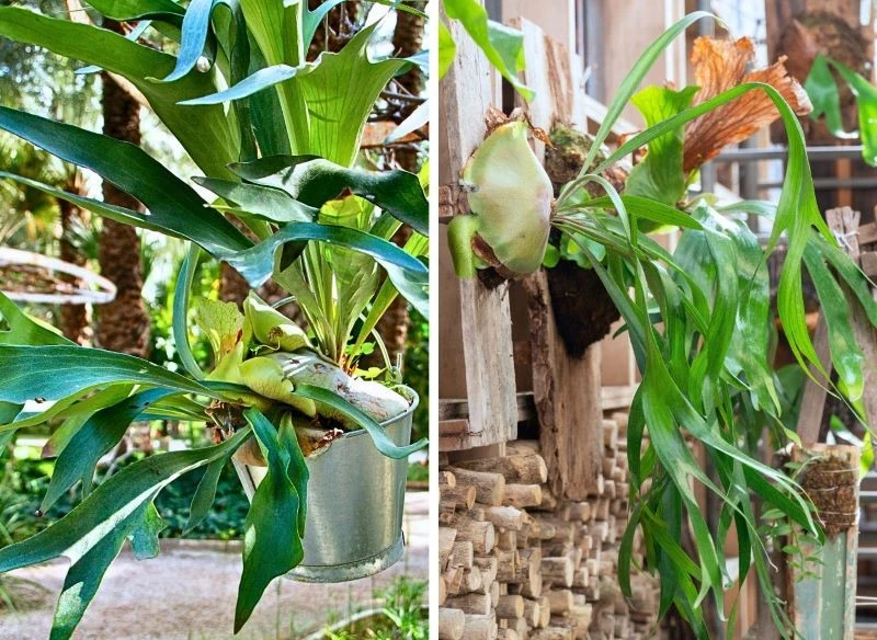 Doniczka to dla łosich rogów tylko jedna z opcji