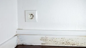 Najczęstszą przyczyną stęchłego zapachu w domu jest pojawienie się pleśni na ścianach.