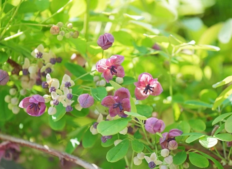 Akebia pięciolistkowa tworzy przyjemnie pachnące kwiaty, które są nie tylko dekoracyjne, ale również przyciągają owady zapylające