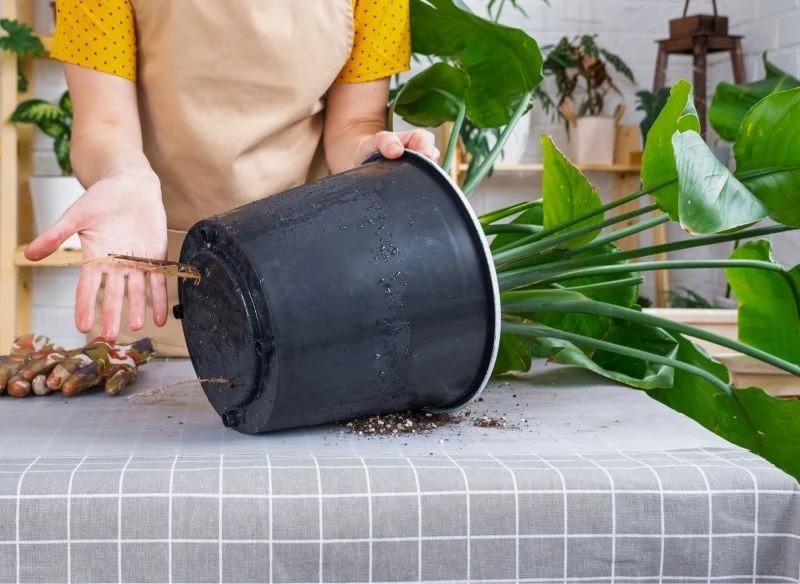 Przerastająca pojemnik strelicja może gorzej wyglądać, a jej liście potrafią żółknąć i przysychać