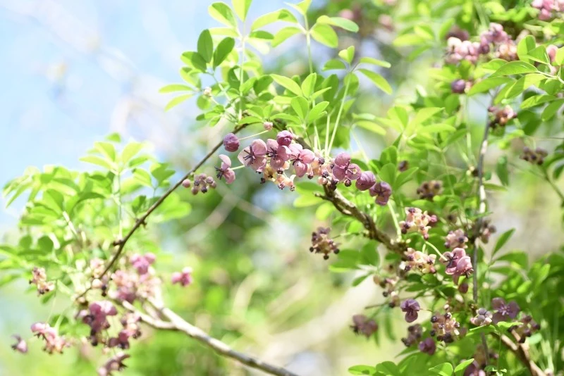 Akebia pięciolistkowa świetnie nadaje się do obsadzania altan, pergoli czy ogrodzeń
