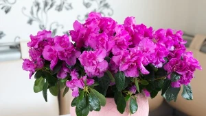 Azalia indyjska to roślina ceniona za swoje piękne kwiaty. Często można spotkać ją w postaci zachwycających drzewek bonsai.