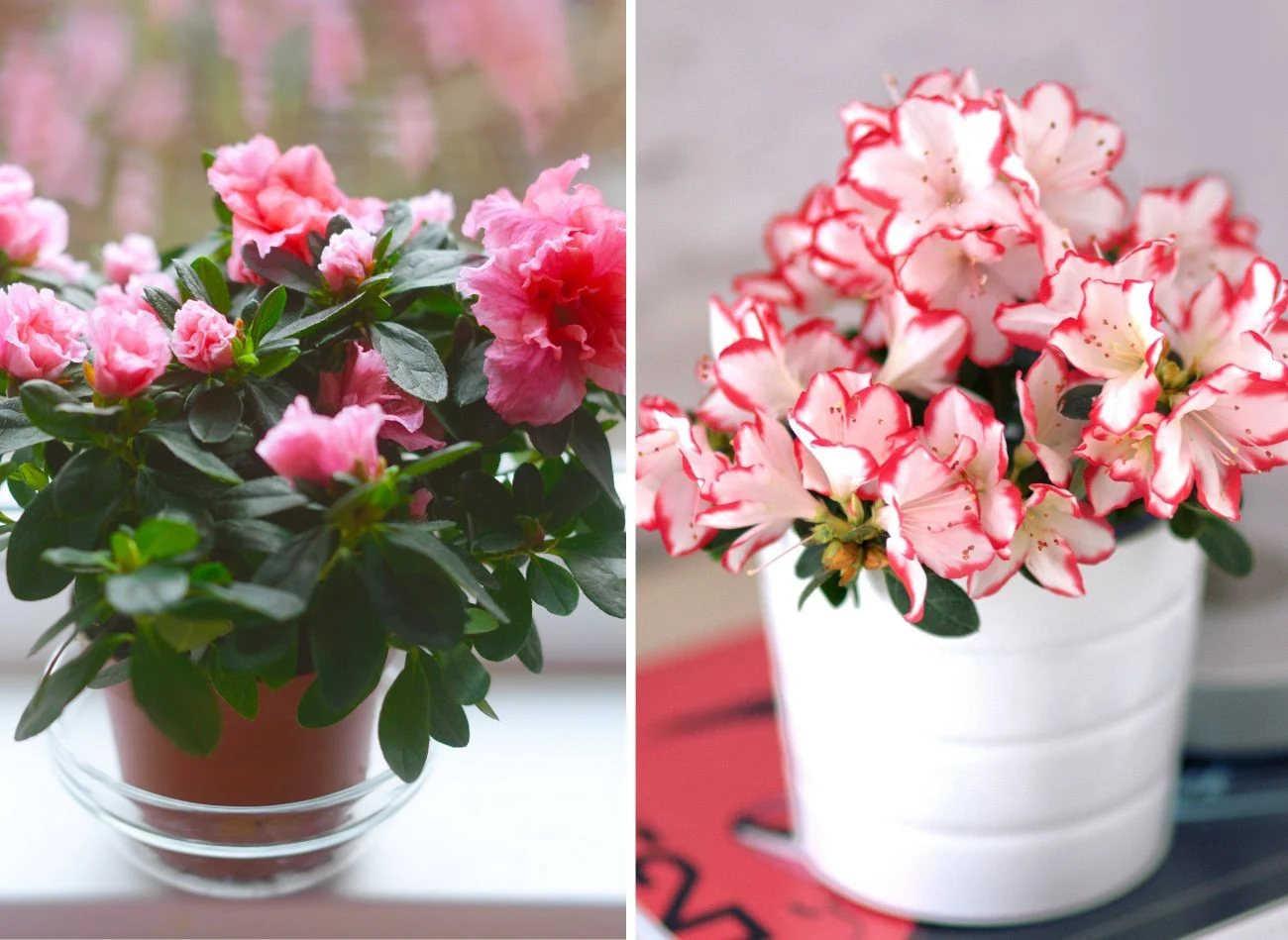 Azalia doniczkowa występuje w wielu pięknych odmianach i kolorach