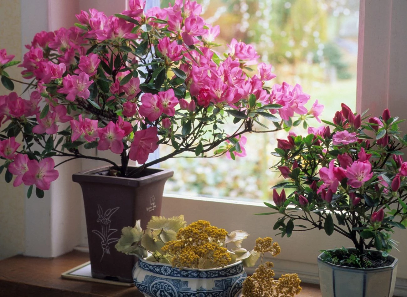 Azalie są wrażliwe na przeciągi i przegrzania, dlatego należy je też postawić z dala od kaloryferów. Nie lubią zarówno ciepłego, jak i suchego powietrza.